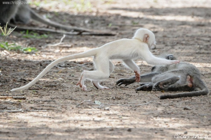 vervet-monkeys1 The Only White Monkey in the Whole World