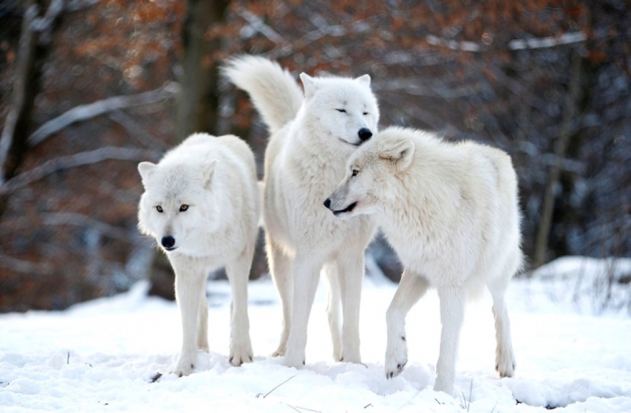 w09_RTR3CZIT Serious Facts You Must Know about the White Snow Wolf