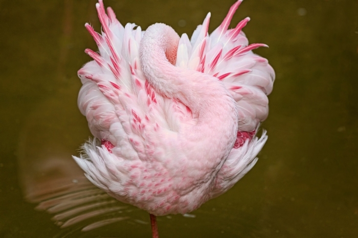 water-bird-flamingo-wild-feather-lake-reflection-photo-fullscreen Strange Facts about the Most Beautiful Bird on Earth “Flamingo”