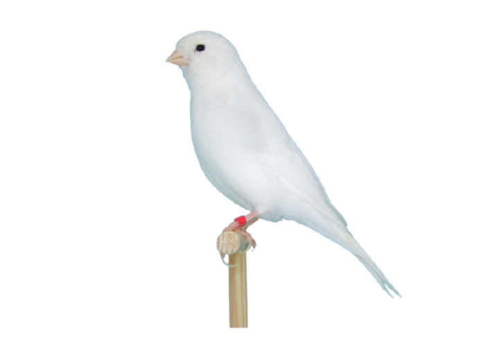 “ Canary” The Bird of Kings, Rich People & Miners 18 white-canary-female-red-factor-yellow-and-white-serinus-canaria-domestica