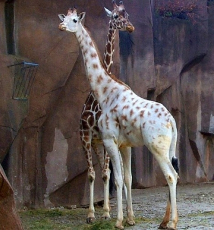 white-giraffe