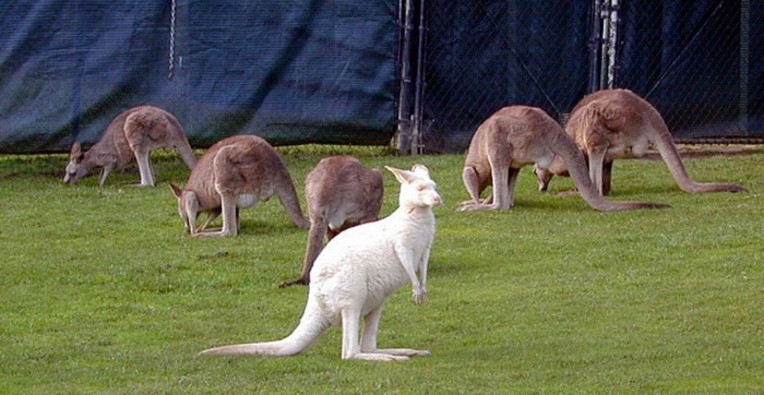 white-kangaroo