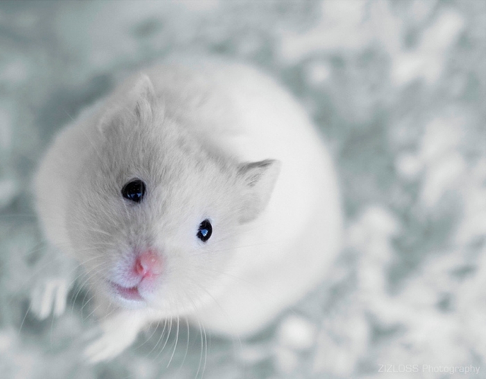 white+mouse