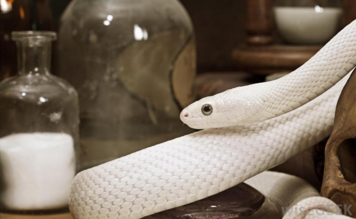 white-snake-in-house