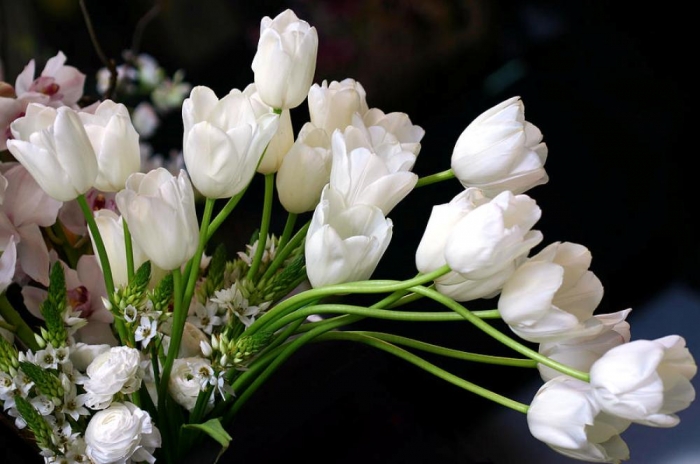 white-tulip-bouquet-diane-dua