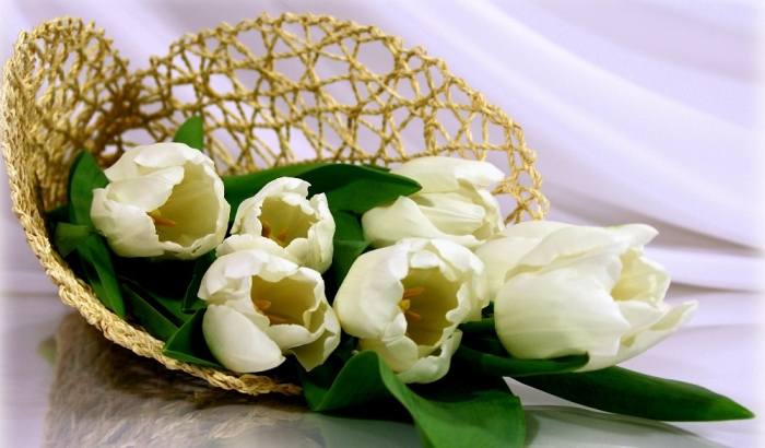 How to Increase the Beauty of White Tulip Flowers 2 white-tulips-83755