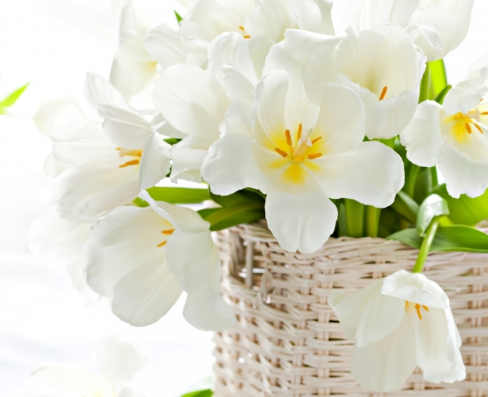 white-tulips-87788 How to Increase the Beauty of White Tulip Flowers