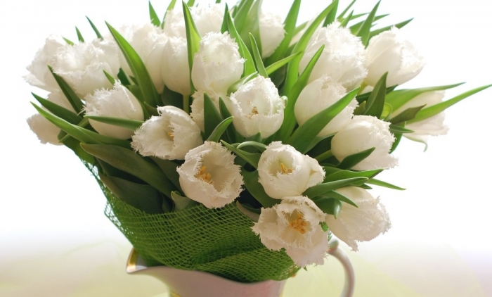 white-tulips-desktop-background-495958 How to Increase the Beauty of White Tulip Flowers
