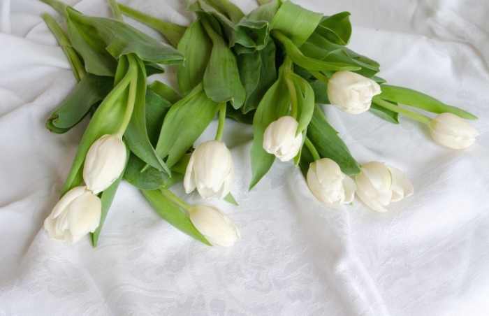 white-tulips-desktop-background-529480 How to Increase the Beauty of White Tulip Flowers