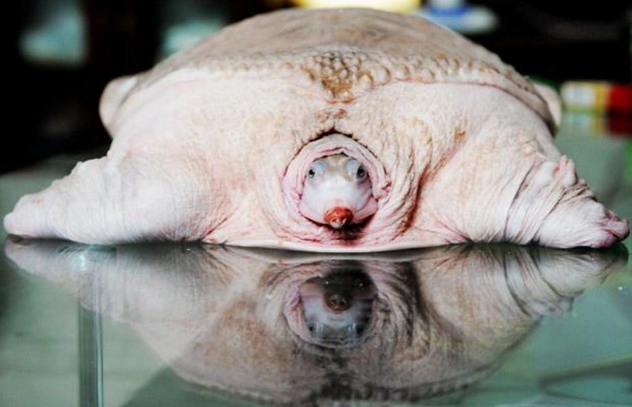 white-turtle_1447805i