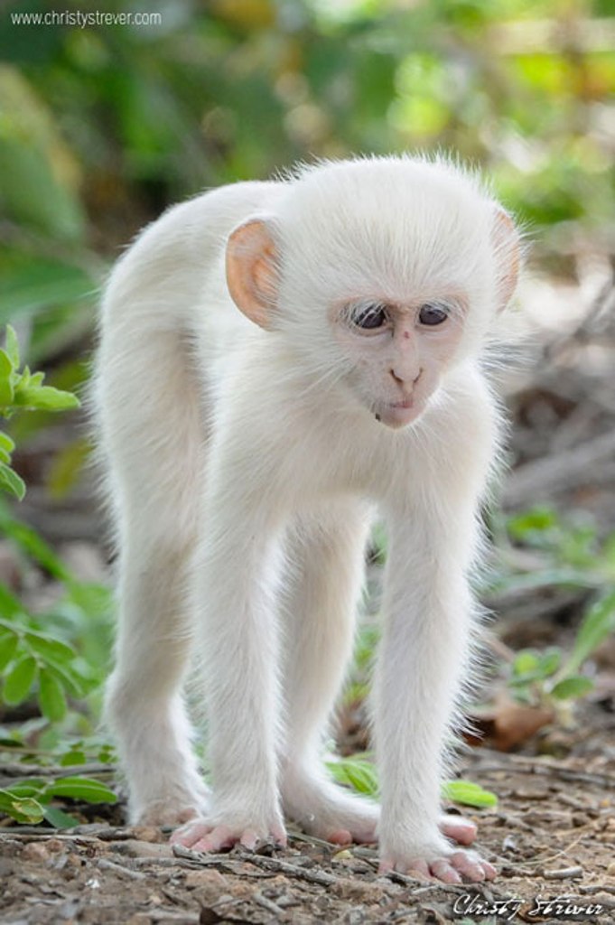 white-vervet-monkey1 The Only White Monkey in the Whole World