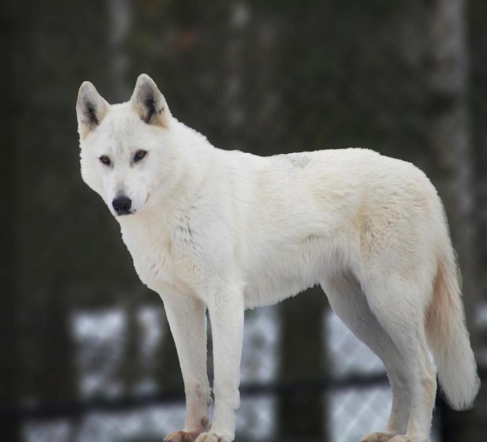 white-wolf-elaine-mikkelstrup