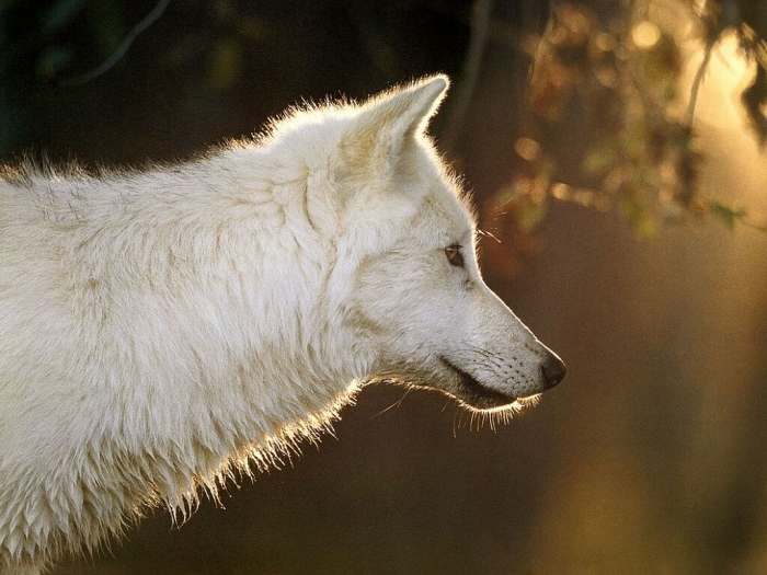 white-wolf Serious Facts You Must Know about the White Snow Wolf