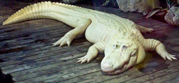 white_alligator_by_dragonora_ceohini-d3510af