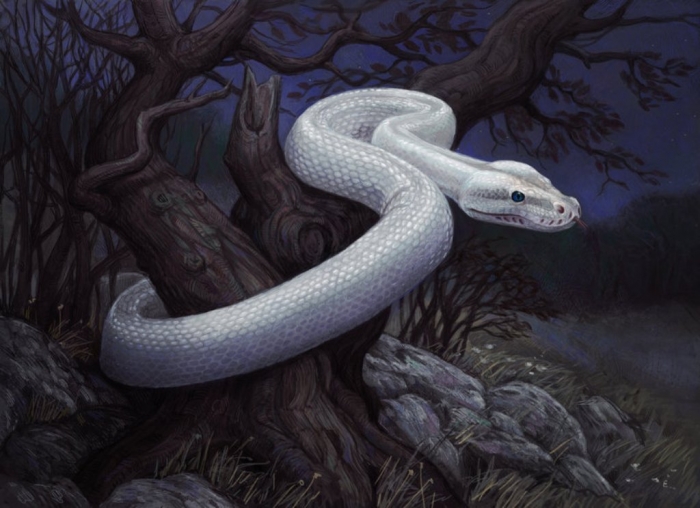 Is the White Snake Just a Legend? 5 white_snake_by_atenebris-d5kyu80