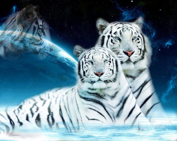 Why Are These Rare & Weird Tigers White? 7 white_tigers_by_water_lily95-d5c44ti