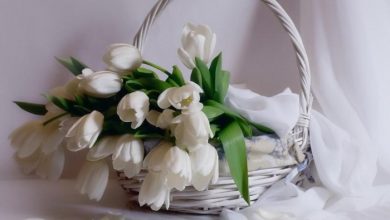 white tulips 1580705 How to Increase the Beauty of White Tulip Flowers - Garden 7