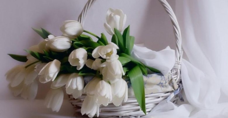 white tulips 1580705 How to Increase the Beauty of White Tulip Flowers - flowers 2