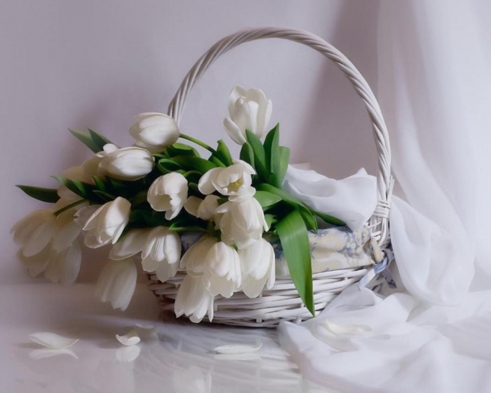 How to Increase the Beauty of White Tulip Flowers 16 white_tulips-1580705