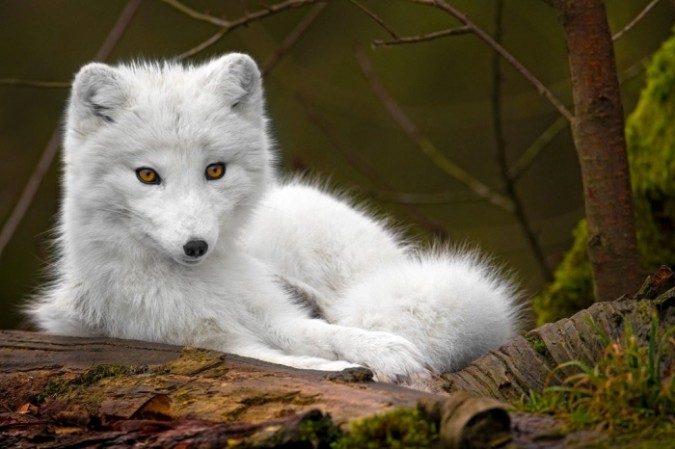 Serious Facts You Must Know About The White Snow Wolf