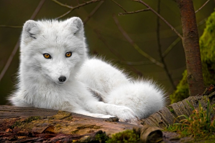 white_wolf Serious Facts You Must Know about the White Snow Wolf