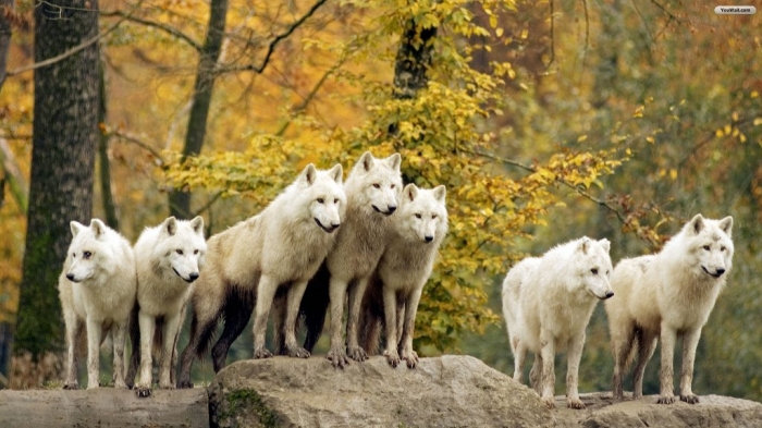 white_wolves_wallpaper_4fd1f Serious Facts You Must Know about the White Snow Wolf