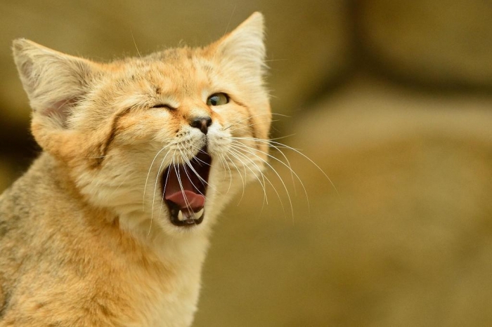 wild_cat_cat_sand_dune_sand_cat1 Why Is the Sand Cat the Strongest Cat on Earth?