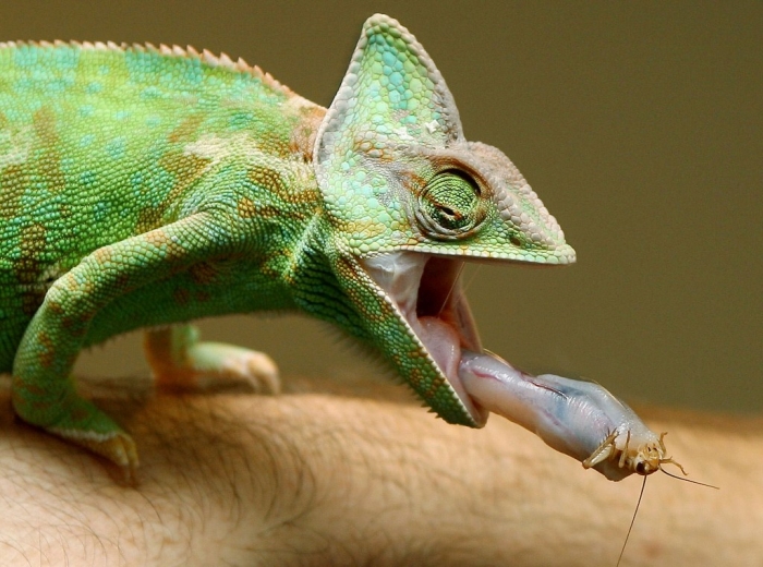 How Can the Chameleon Change Its Color? 17 wn20130329h2a