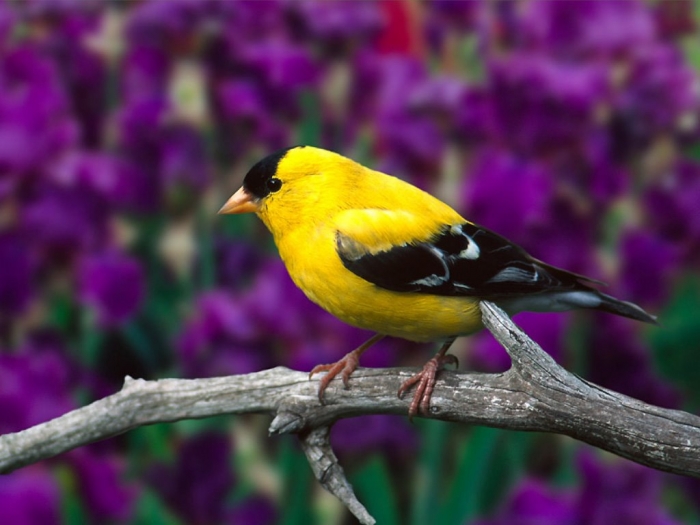 “ Canary” The Bird of Kings, Rich People & Miners 9 www.sweetphotos.com-16