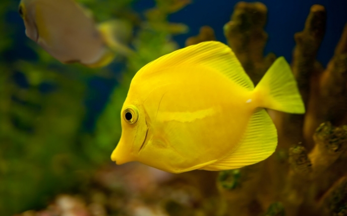 yellow-tang-fish-1920x1200 What Are the Kinds of Fish You Can Put in Your Fish Tank?