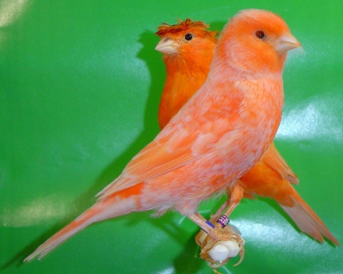 “ Canary” The Bird of Kings, Rich People & Miners 15 Γερμανικα Κοκκινα Λιποχρωμικα 2