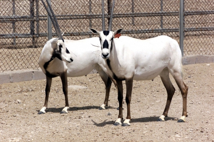 المها The Arabian Oryx Returns Back to Life
