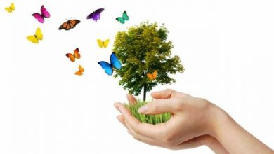 how can i help the environment How Can I Help the Environment? - 14