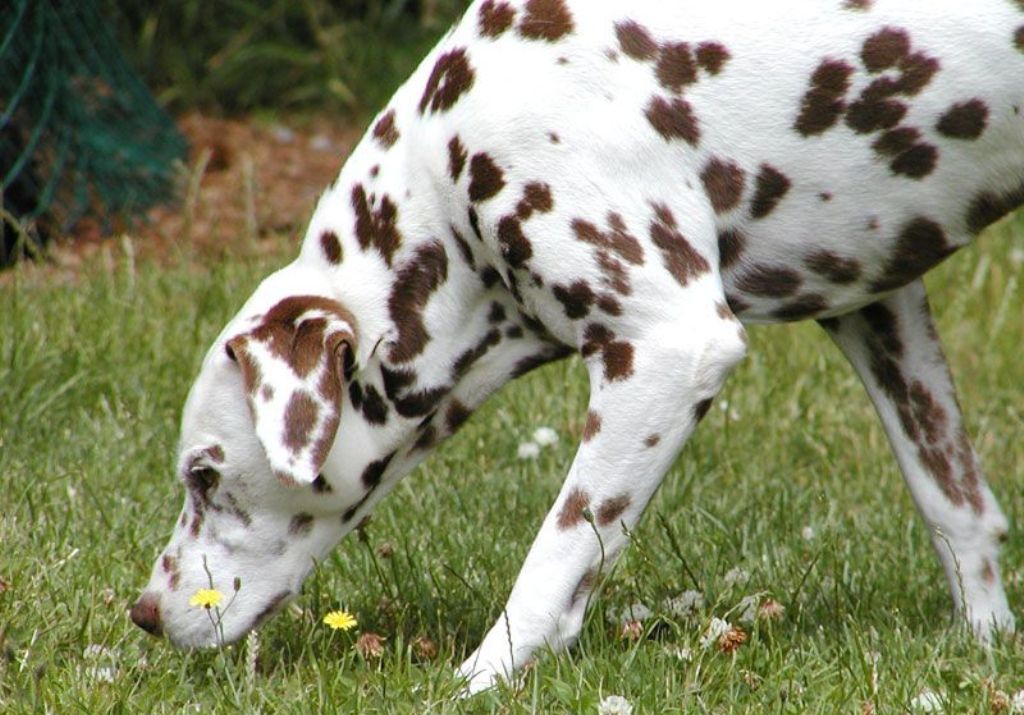 10 Uses for the Dalmatian Dog, What Are They (10)