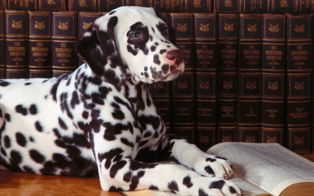 10 Uses for the Dalmatian Dog, What Are They (1)