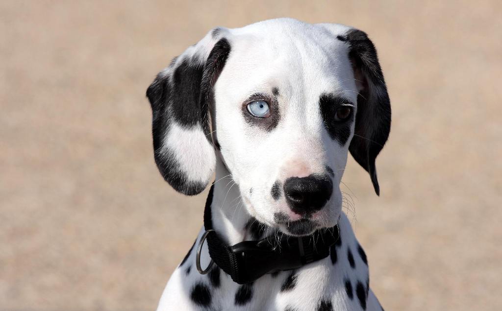 10 Uses for the Dalmatian Dog, What Are They (11)