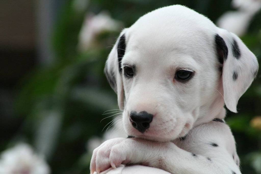 10 Uses for the Dalmatian Dog, What Are They (12)