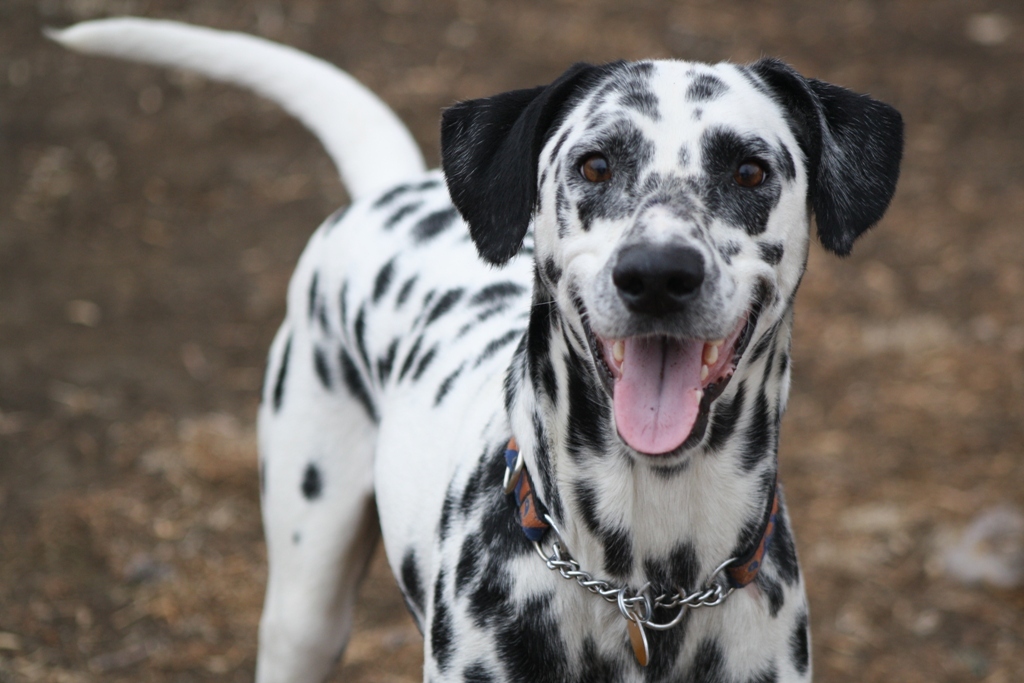 10 Uses for the Dalmatian Dog, What Are They (13)
