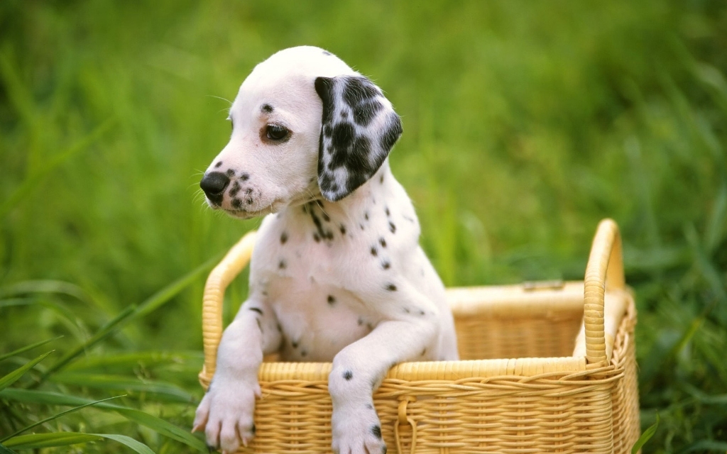 10 Uses for the Dalmatian Dog, What Are They (14)