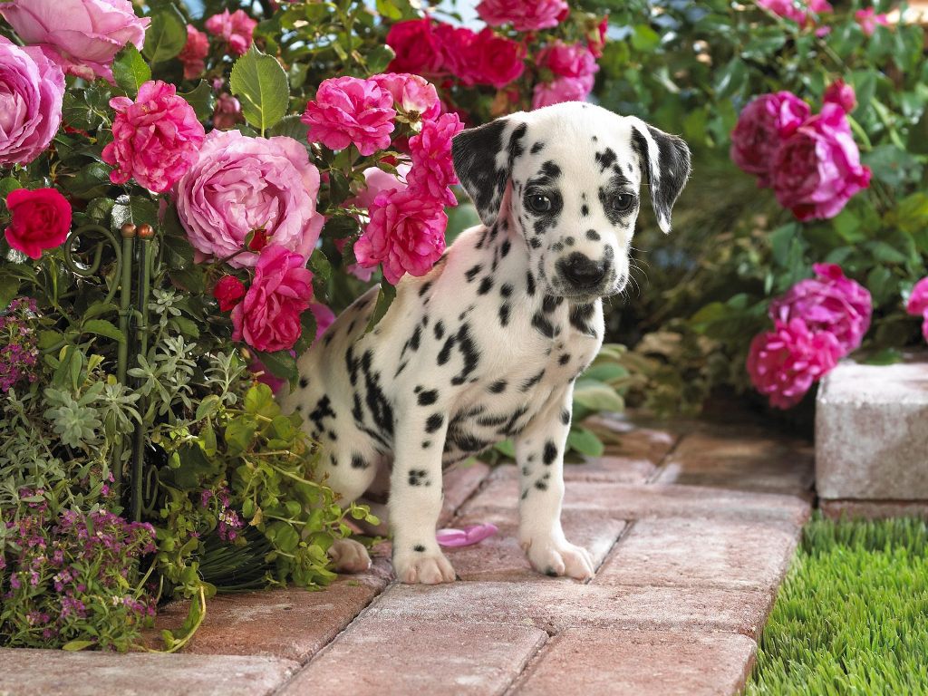 10 Uses for the Dalmatian Dog, What Are They (15)