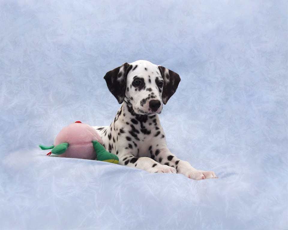 10 Uses for the Dalmatian Dog, What Are They (17)