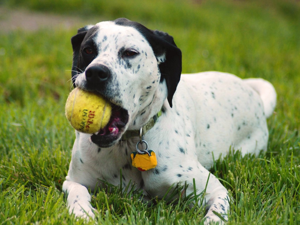 10 Uses for the Dalmatian Dog, What Are They? 20 10 Uses for the Dalmatian Dog, What Are They (18)