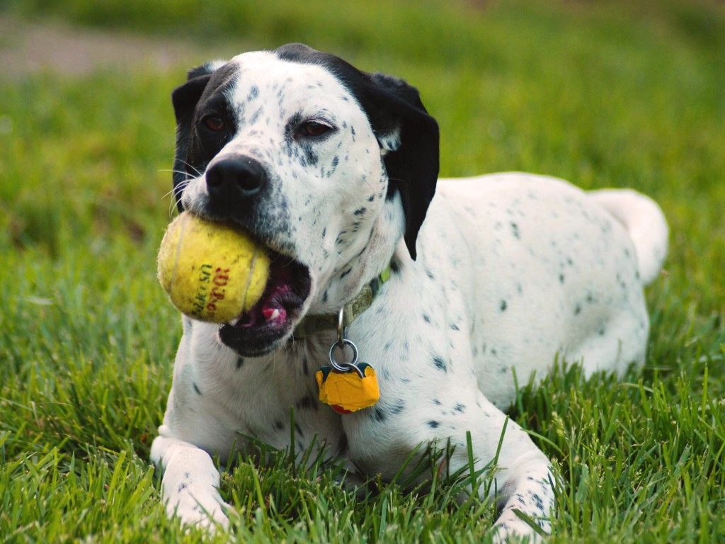 10 Uses for the Dalmatian Dog, What Are They (18)