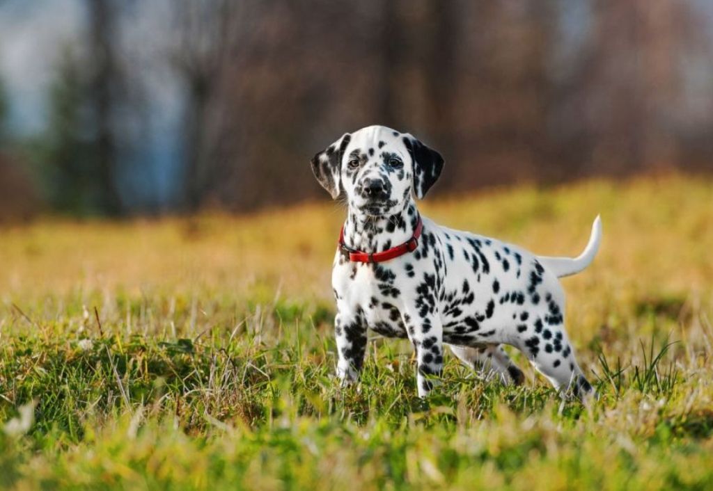 10 Uses for the Dalmatian Dog, What Are They (19)