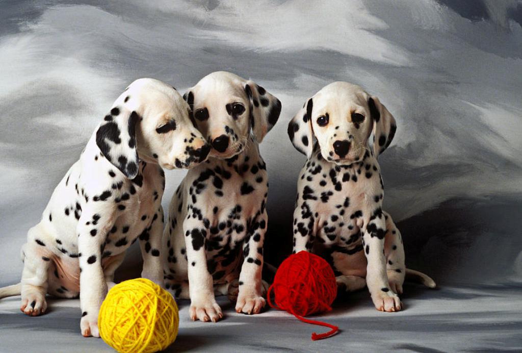 10 Uses for the Dalmatian Dog, What Are They (20)