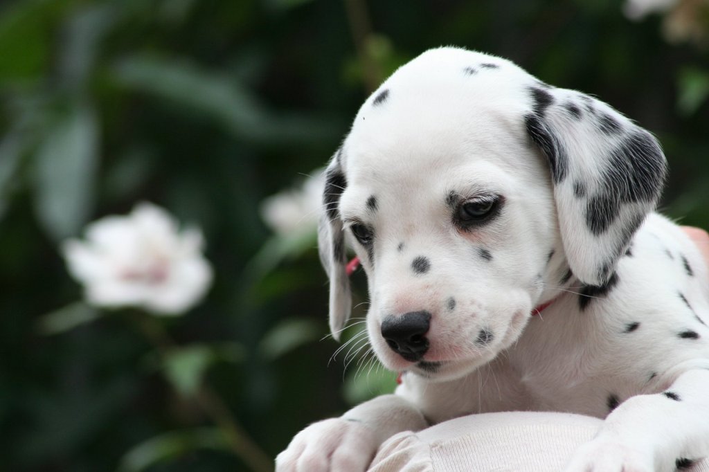 10 Uses for the Dalmatian Dog, What Are They (21)
