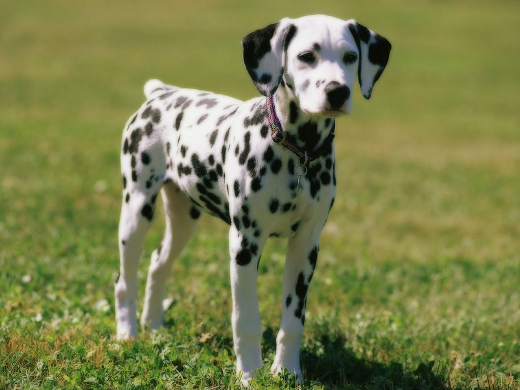 10 Uses for the Dalmatian Dog, What Are They (22)