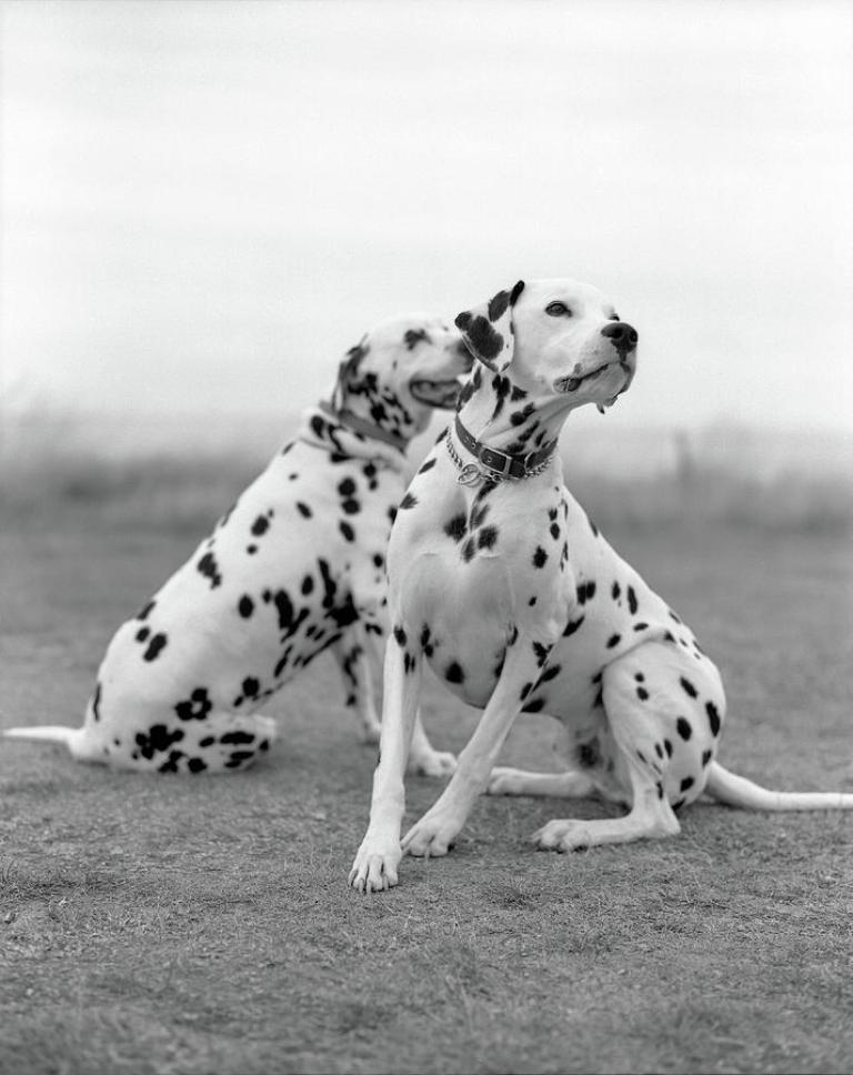 10 Uses for the Dalmatian Dog, What Are They (23)