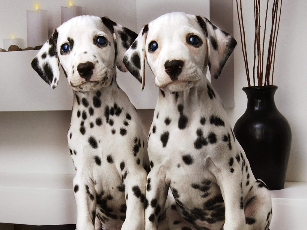 10 Uses for the Dalmatian Dog, What Are They (24)