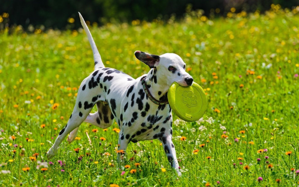10 Uses for the Dalmatian Dog, What Are They (25)